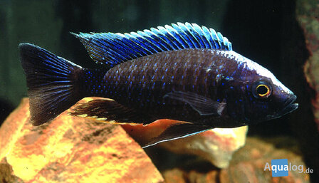 AULONOCARA NEW BLUE ORCHID - Female