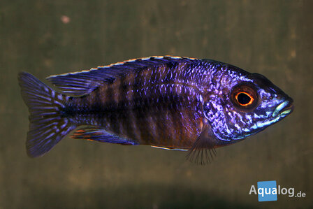 AULONOCARA STUARTGRANTI CHILUMBA AZURE