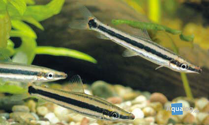 Anostomus ternetzi - Goudstreepkopstaander