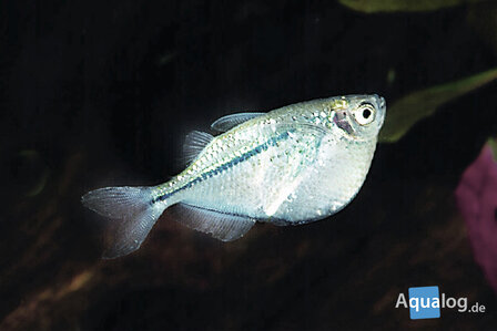 Gasteropelecus sternicla - Zilverbijlzalm