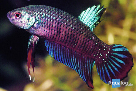 Betta imbellis mannetje pronkend in beplant aquarium - Aqua Bilzen