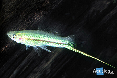 Xiphophorus helleri 'Green neon' - Neon groene zwaarddrager