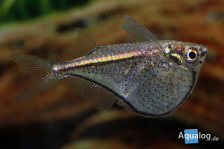 Carnegiella schereri Scherer's zilverbijlzalm aan het wateroppervlak in aquarium Aqua Bilzen