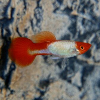 Poecilia reticulata - 'Red cap' Guppy man