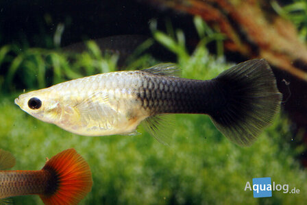Poecilia reticulata - Guppy vrouw M