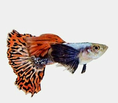Poecilia reticulata - Big ear dragon Guppy man