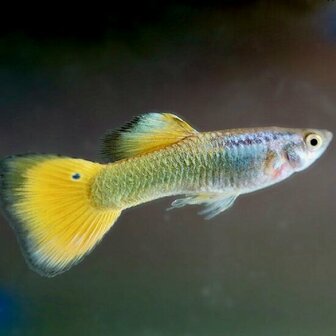 Poecilia reticulata - 'German yellow' Guppy man