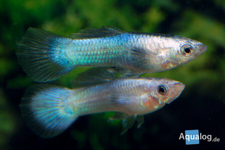 Guppy endler panda L ECO - Panda Guppy