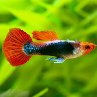 Poecilia reticulata - Red rose tuxedo Guppy man