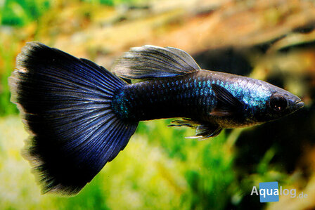 Poecilia reticulata - Full black Guppy man