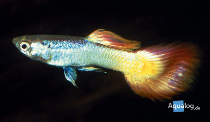 Poecilia reticulata - Sunset Guppy man