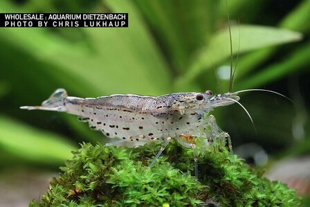 Caridina multidentata - Japonica garnaal (Amano) L