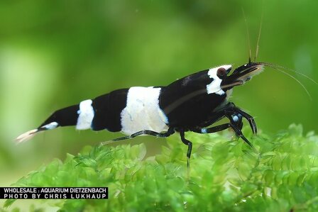 Caridina logemanni - 'Panda' dwerggarnaal