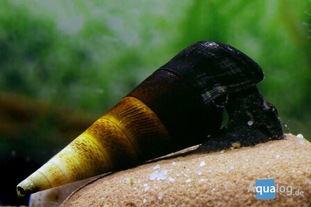 Faunus ater Cappuccino duivelsslak op de bodem van een aquarium bij Aqua Bilzen.