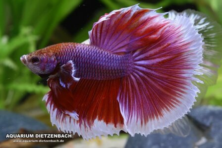 Betta splendens - Halfmoon "Butterfly lavender" kempvis man
