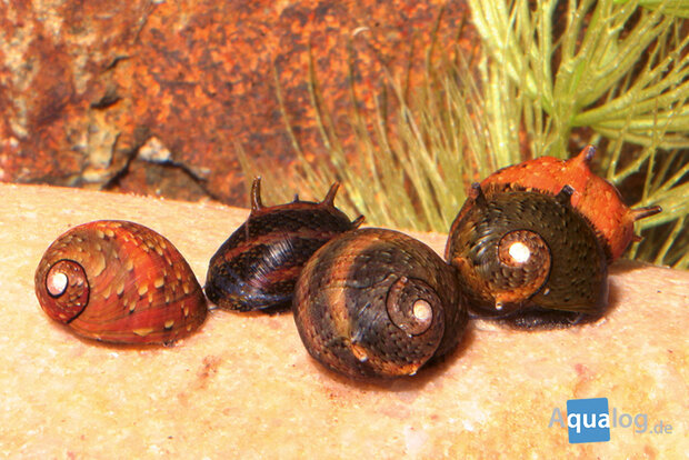 Clithon sp. - 'Fancy pink' geweislak