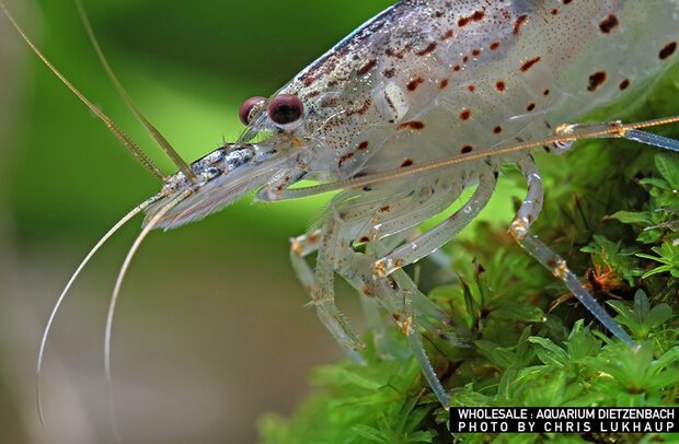 Caridina multidentata - Japonica garnaal (Amano) S
