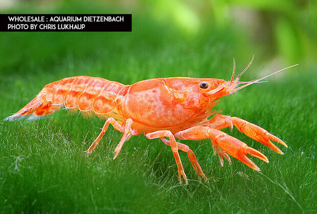 Cambarellus patzcuarensis - CPO dwergkreeft