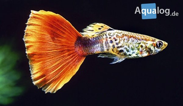 wimper overeenkomst Wanten Aquariumvissen - Aquabilzen