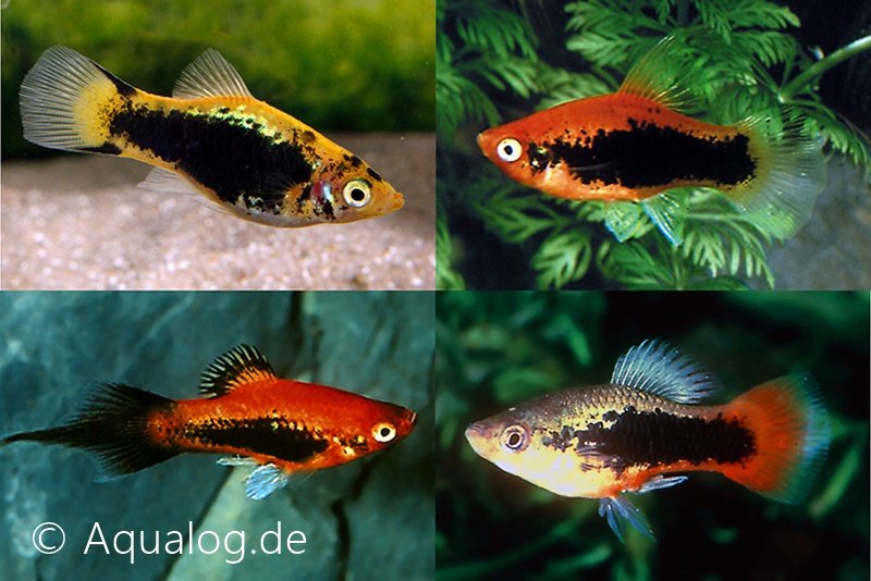 Platys