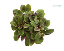 Dennerle-planten