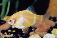 Barbus tetrazona Gold - Gouden sumatraan