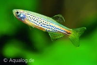 Brachydanio frankei - Luipaarddanio