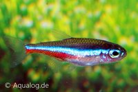 Paracheirodon simulans - Blauwe/groene neon