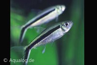 Thayeria boehlkei - Hockeystick tetra