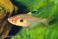 Megalamphodus (hyphessobrycon) sweglesi - Rode fantoomzalm