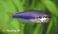 Inpaichthys kerri - Blauwe keizertetra