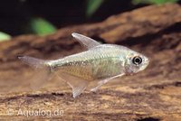 Moenkhausia pittieri - Diamantzalm