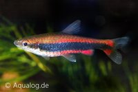 Nannostomus beckfordi - Beckford's potloodzalmpje