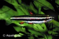 nannostomus marginatus - potloodvisje