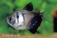 Gymnocorymbus Ternetzi - Zwarte Tetra