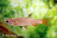 pyrrhulina CF brevis