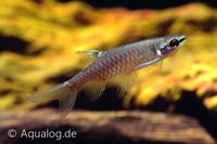 Copella arnoldi - Spatzalm