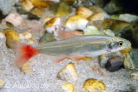 APHYOCHARAX ANISITSI / RUBRIPINNIS - Roodvinzalm