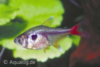 Megalamphodus (hyphessobrycon) roseus - Gele fantoomzalm