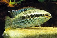 Laetacara (aequidens) curviceps