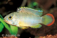 Apistogramma nijsseni - Panda dwergcichlide