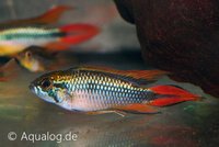 Apistogramma agassizii - Agassizi's dubbelrode dwergcichlide