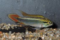 Apistogramma Agassizii - Agassizi's dubbelrode Dwergcichlide