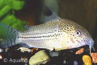 Corydoras julii/trilineatus - Luipaardbodemkuiser