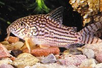 Corydoras sterbai - Sterba's bodemkuiser