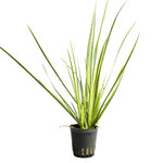 ACORUS GRAMINEUS VARIEGATUS (terrarium)