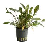 CRYPTOCORYNE WALKERII