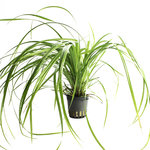 CYPERUS HELFERI
