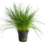 ELEOCHARIS ACICULARIS