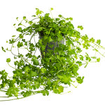 HYDROCOTYLE TRIPARTITA